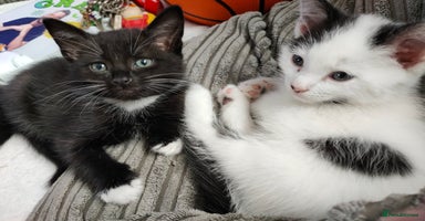 Mixed Breed cats - Advert 16