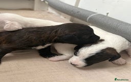 Mixed Breed dogs for sale: Jack Russel x Cockapoo Puppies - Image 32
