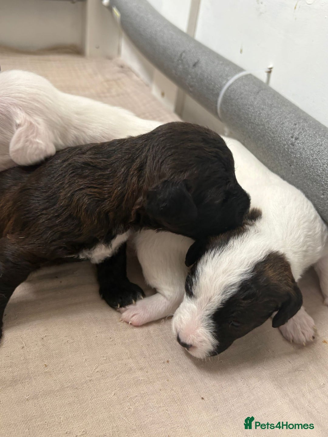 Mixed Breed dogs for sale: Jack Russel x Cockapoo Puppies - Image 32