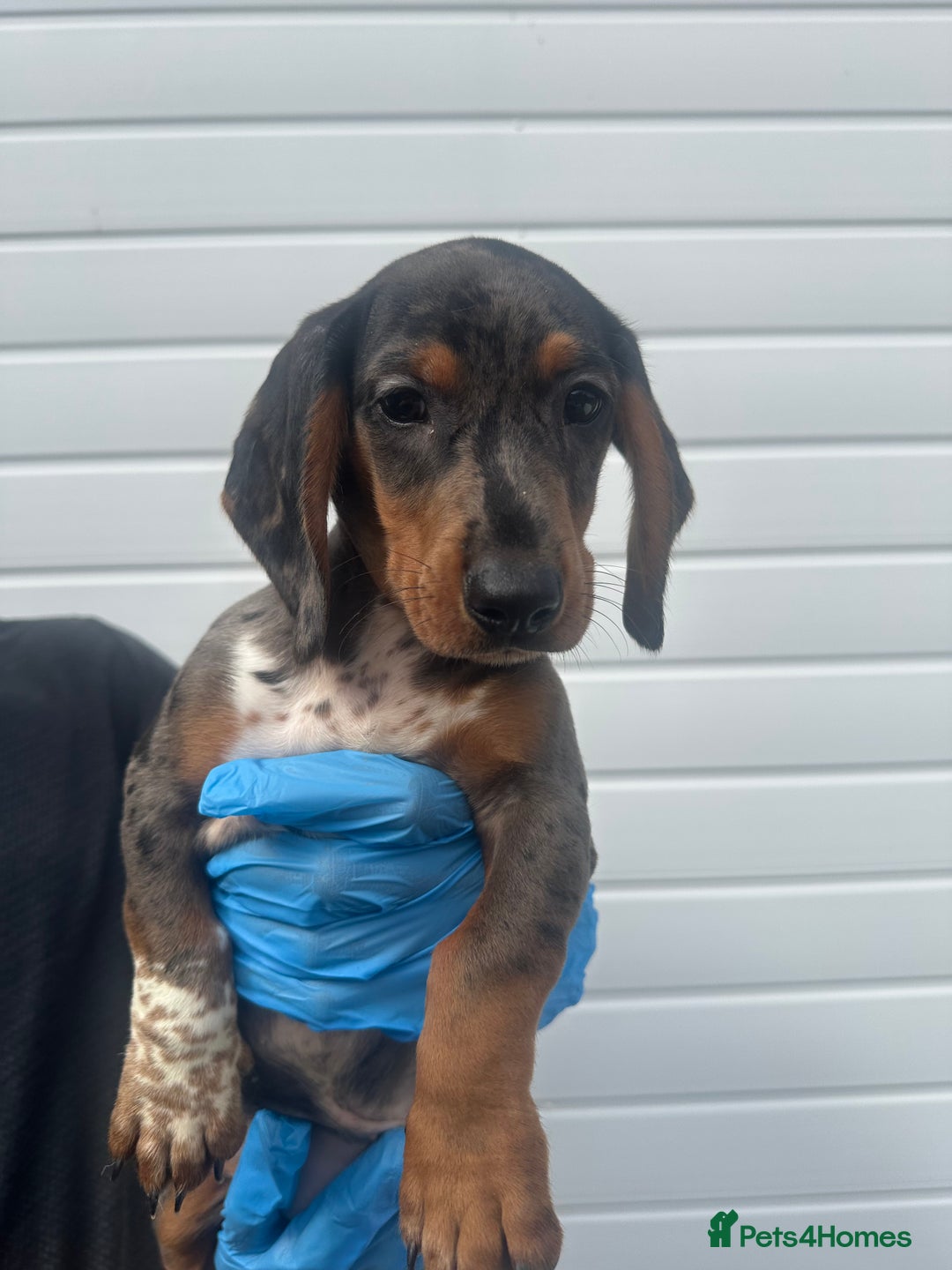 Miniature Dachshund dogs for sale: 2 male mini dachshund  - Image 5