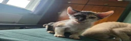 Sphynx cats for sale: Sphynx / Devon Rex Mix Kittens Ready Homes - Advert 11