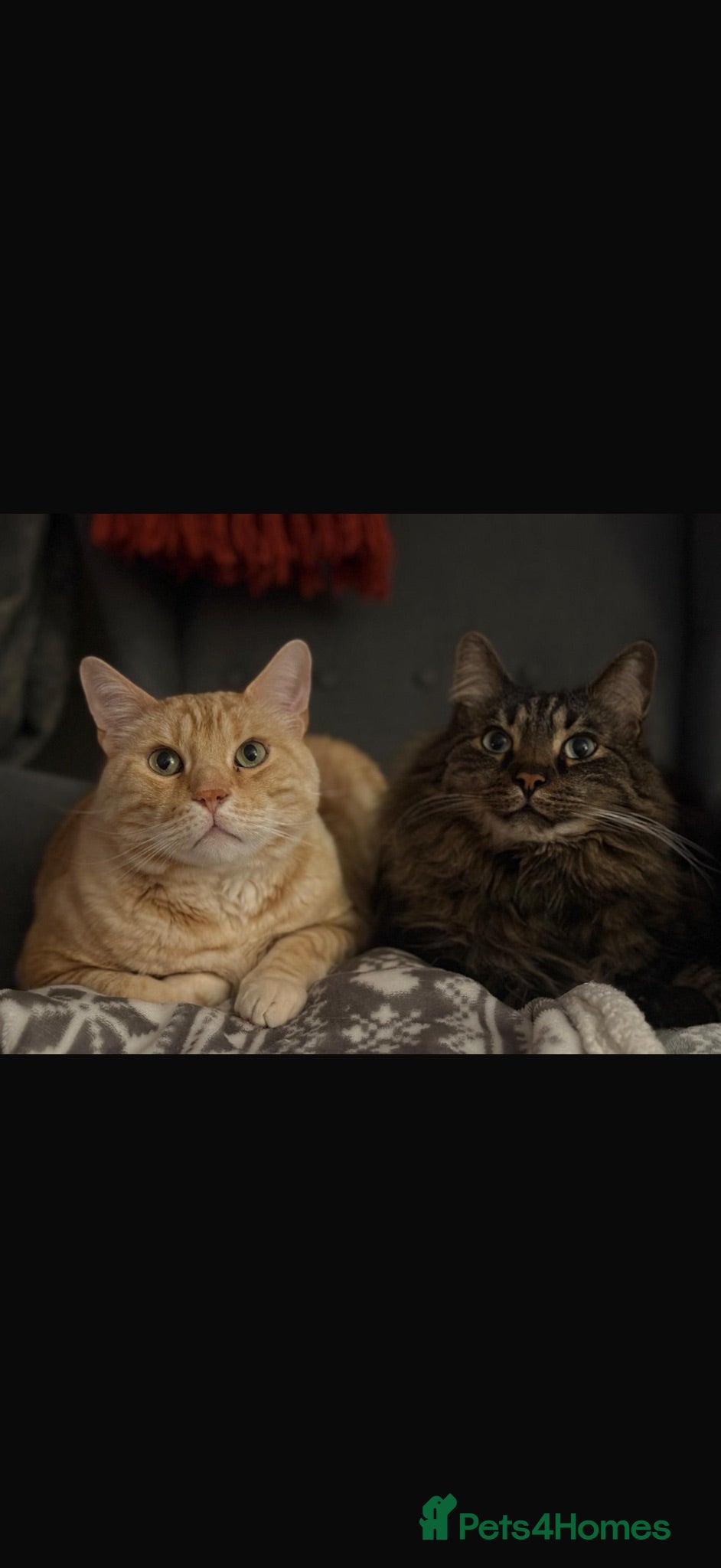 Mixed Breed cats 2 brothers bengal maine coon crosses - Advert 5
