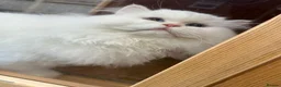British Longhair cats for sale: British Long Hair Male - Advert 3