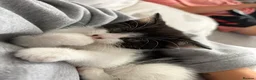 Domestic Shorthair cats for sale: 4 Female kitten  - Advert 2