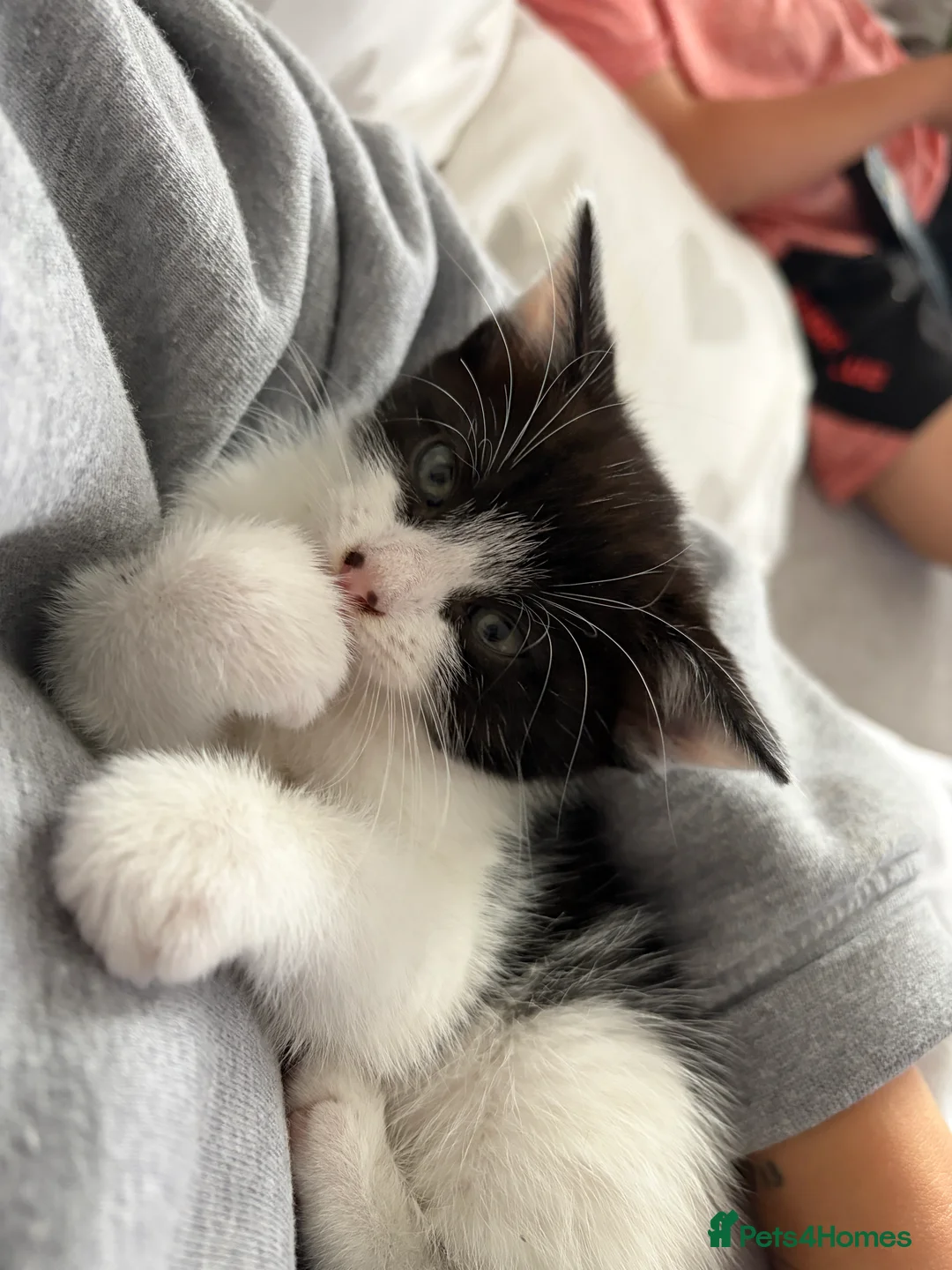 Domestic Shorthair cats for sale: 4 Female kitten  - Advert 2