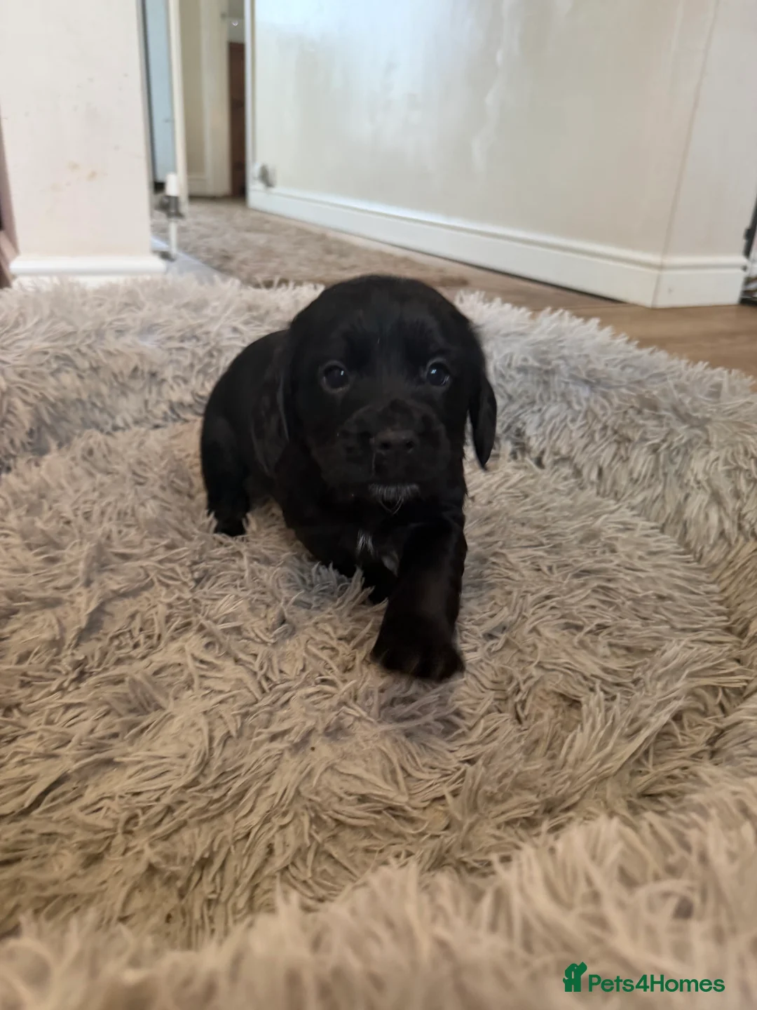 Cocker Spaniel dogs for sale: Working cocker spaniel pups  - Advert 3