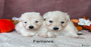 German Shepherd dogs - Advert 7