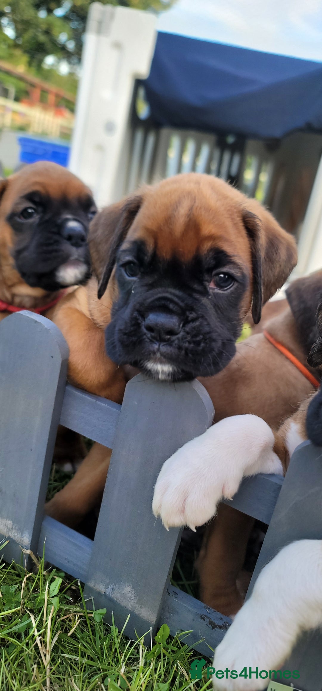 Boxer dogs for sale:   🐾 Champion Bloodline Boxer Puppies🐾 - Image 14