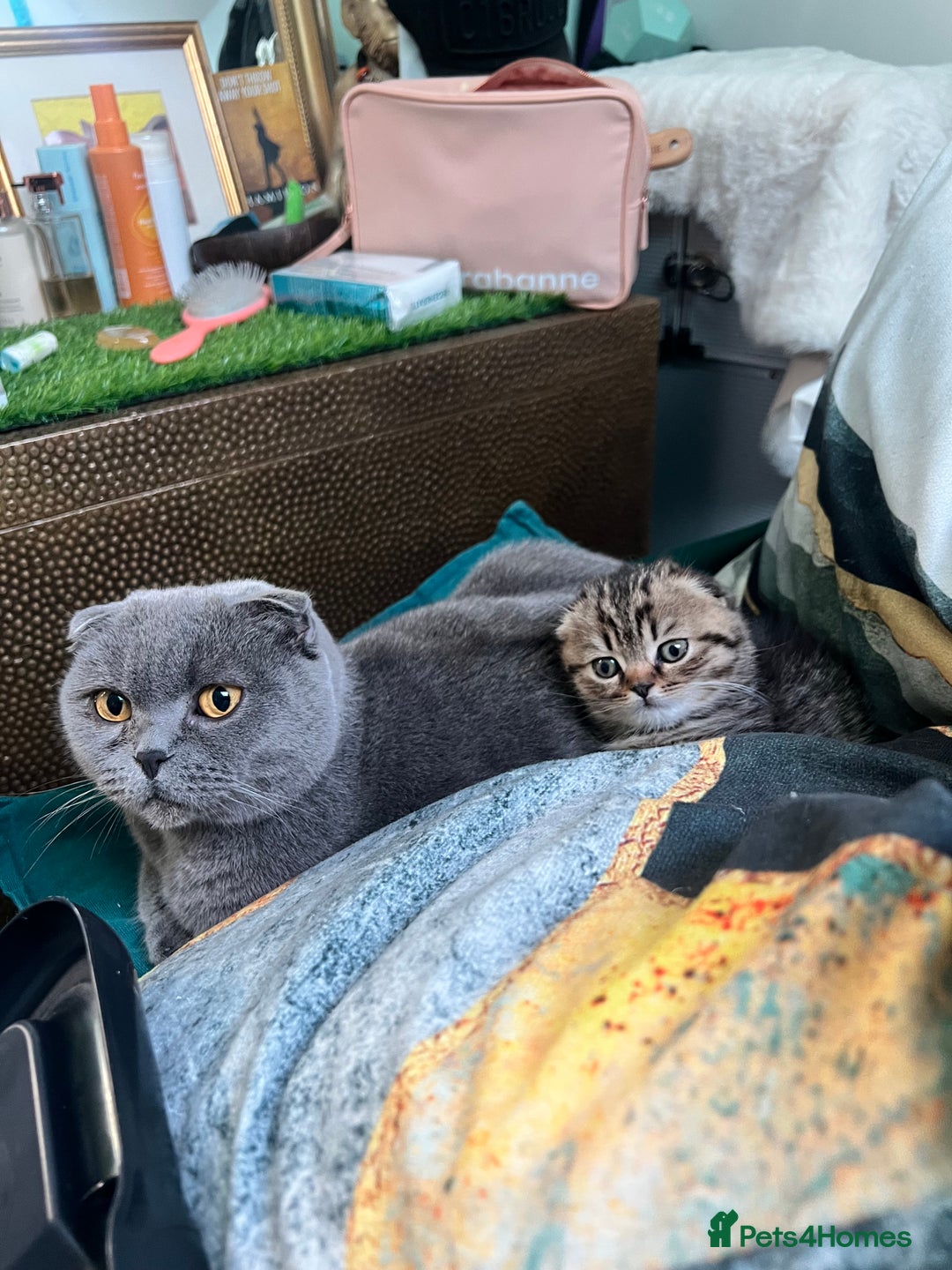 Scottish Fold cats for sale: Adorable Scottish Fold Baby Boy - Advert 1