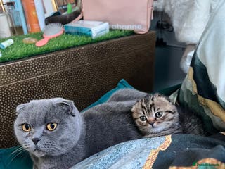 Scottish Fold cats Adorable Scottish Fold Baby Boy - Advert 1