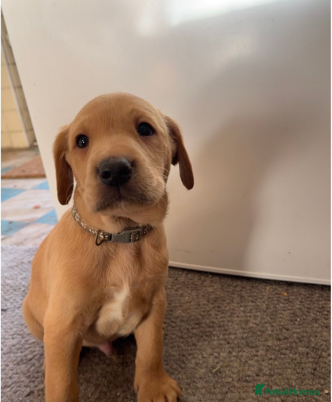 Labrador Retriever dogs for sale: KC Registered Fox Red and Yellow Labrador Puppies  - Advert 20