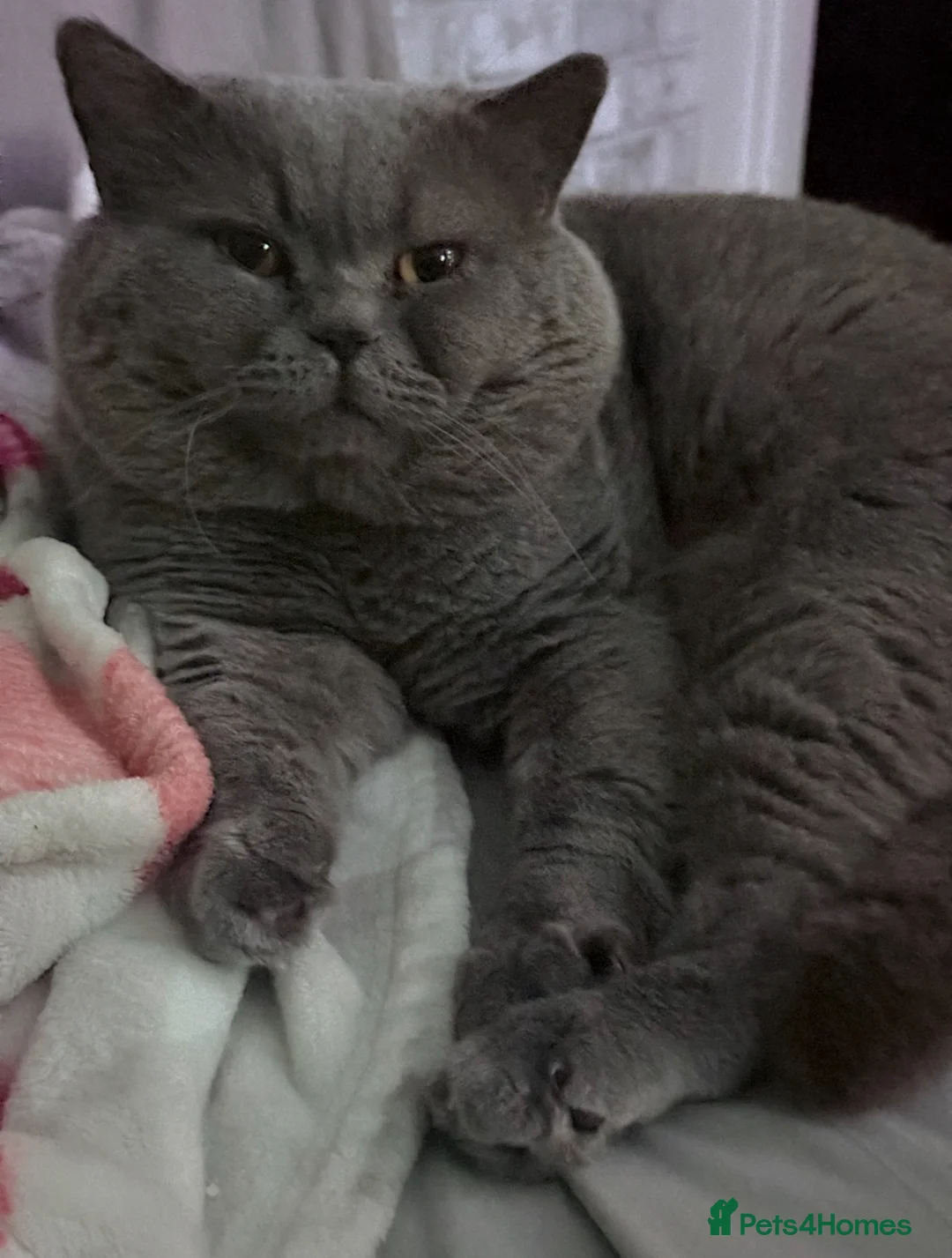 British Shorthair cats for stud: Blue colour BSH Champion Line GCCF stud  in London - Advert 25