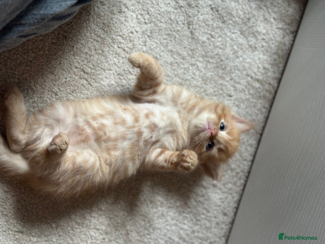 Ragdoll cats for sale: Ragdoll mix kittens (Only 1 Boy Left) - Image 2