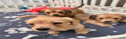 Dachshund dogs for sale: Mini Long haire Dachu - Advert 6