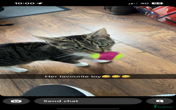 Mixed Breed cats for sale: Female Cat For Sale - Image 4