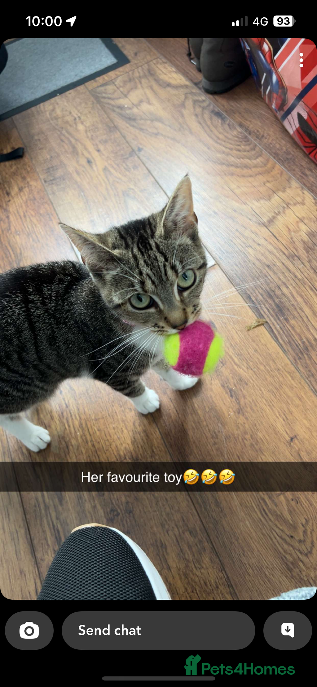 Mixed Breed cats for sale: Female Cat For Sale - Image 4