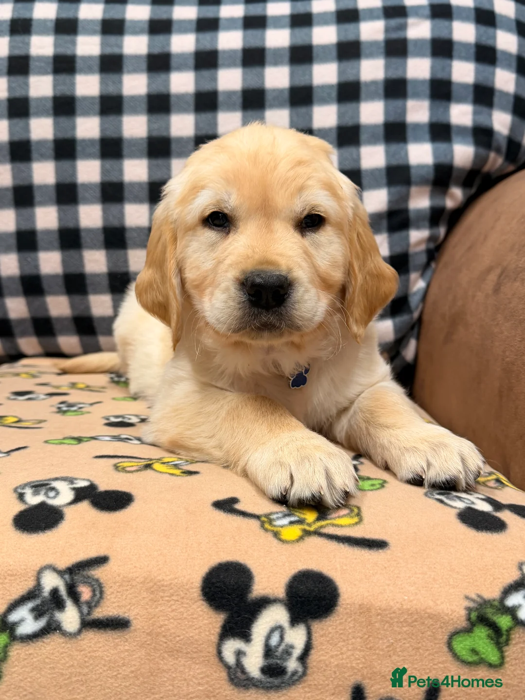 Golden Retriever dogs for sale: 🐶Fluffy bears looking for forever home💕💕 ! - Advert 15