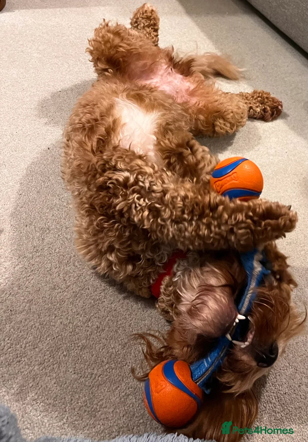 Cockapoo dogs for sale: Bella - Playful & Gorgeous Cockapoo (20 months) - Advert 4