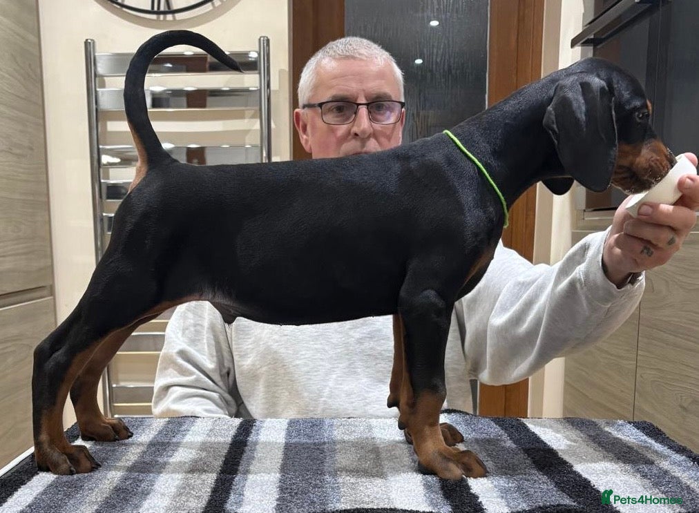 Dobermann dogs Dobermann Puppies For Sale - Advert 7