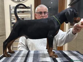 Dobermann dogs Dobermann Puppies For Sale - Advert 7