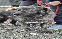 Mixed Breed dogs for adoption: MAGGIE - Image 13