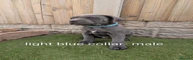 Light blue collar 