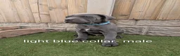 Cane Corso dogs for sale: Cane corso puppies  - Advert 27