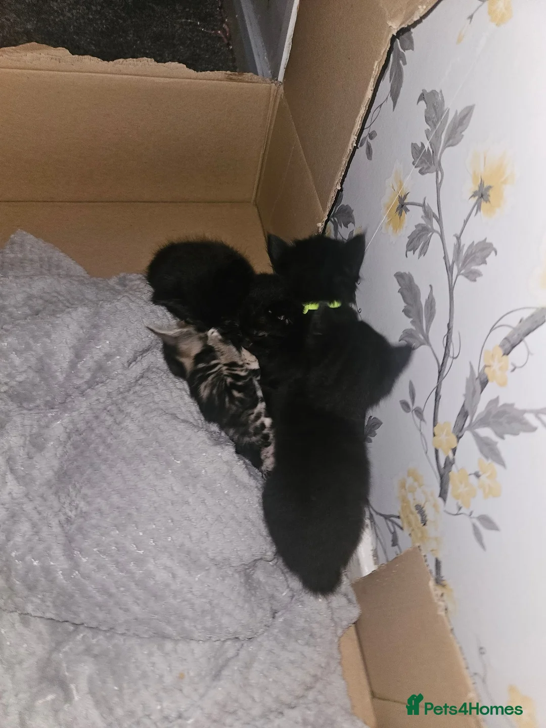 Mixed Breed cats for sale: Kittens for sale £50 each in Witham - Advert 2