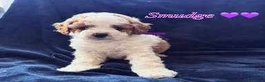 Smudge