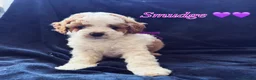 Cavapoo dogs for sale: Available TODAY ❤️ F1b Cavapoo Puppies  - Advert 3