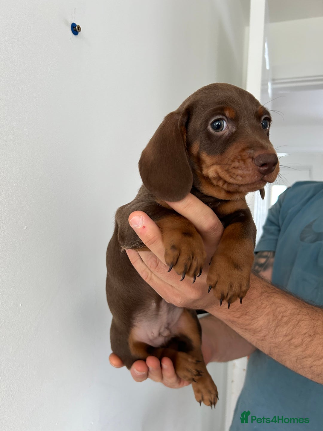 Dachshund dogs for sale: REDUCED*1 LEFT!! *BEAUTIFUL Miniature Dachshund's  - Image 5