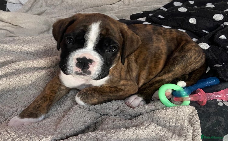 Boxer dogs - Advert 1