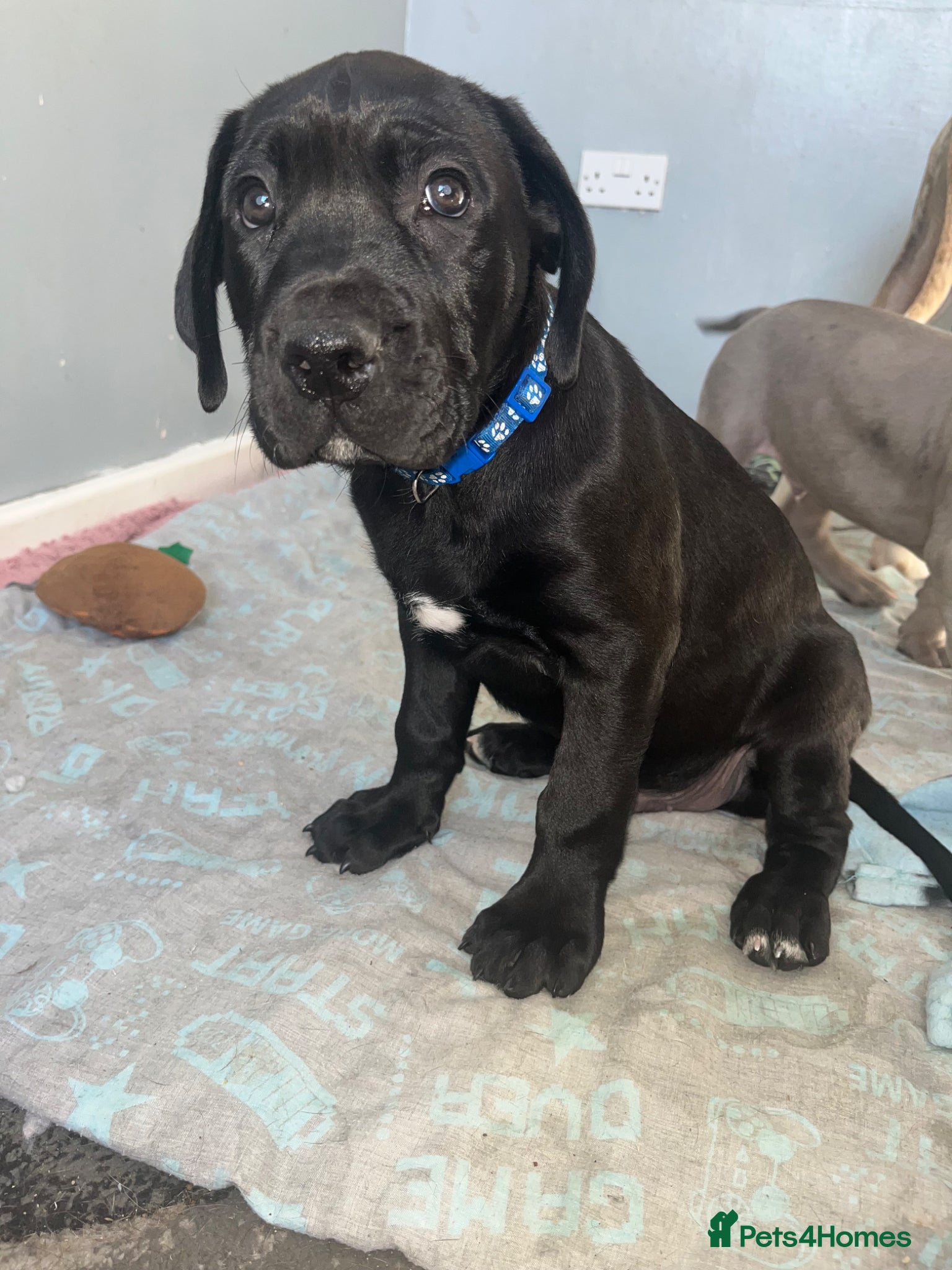 Mastiff dogs 1 beautiful mixed mastiff black boy left  - Advert 3