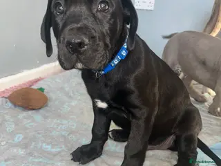 Mastiff dogs 1 beautiful mixed mastiff black boy left - Advert 2