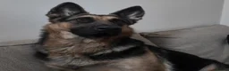 German Shepherd dogs for sale: Home needed for 2 year old German Shepherd  in Horsham - Advert 3