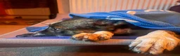 Mixed Breed dogs for adoption: Cisco - low energy cuddle bug!  in London - Advert 24