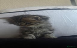 Persian cats for sale: Beautiful persian chinchilla kittens  - Image 10