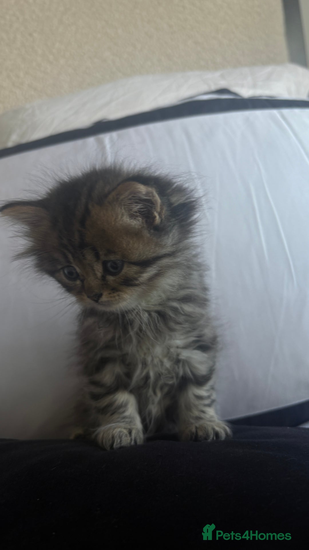Persian cats for sale: Beautiful persian chinchilla kittens  - Image 10