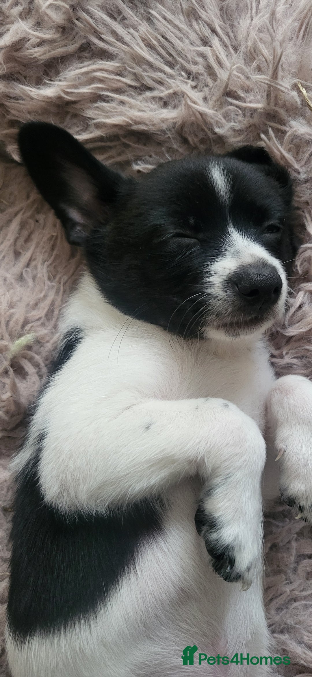 Mixed Breed dogs for sale: Amazing papillon cross  puppies. Ready to go. - Image 2