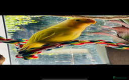 Lovebirds birds for sale: Tame lovebird - Image 3