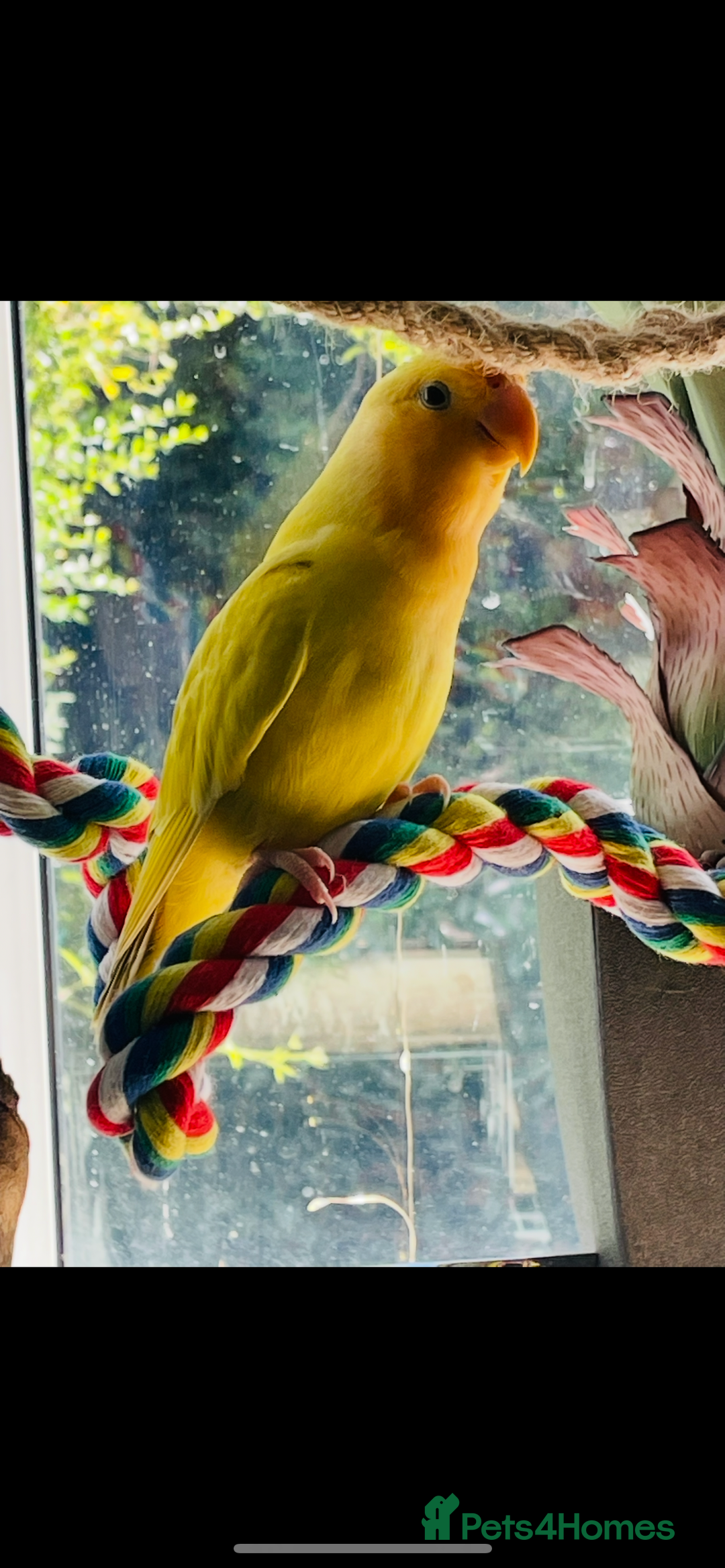 Lovebirds birds for sale: Tame lovebird - Image 3