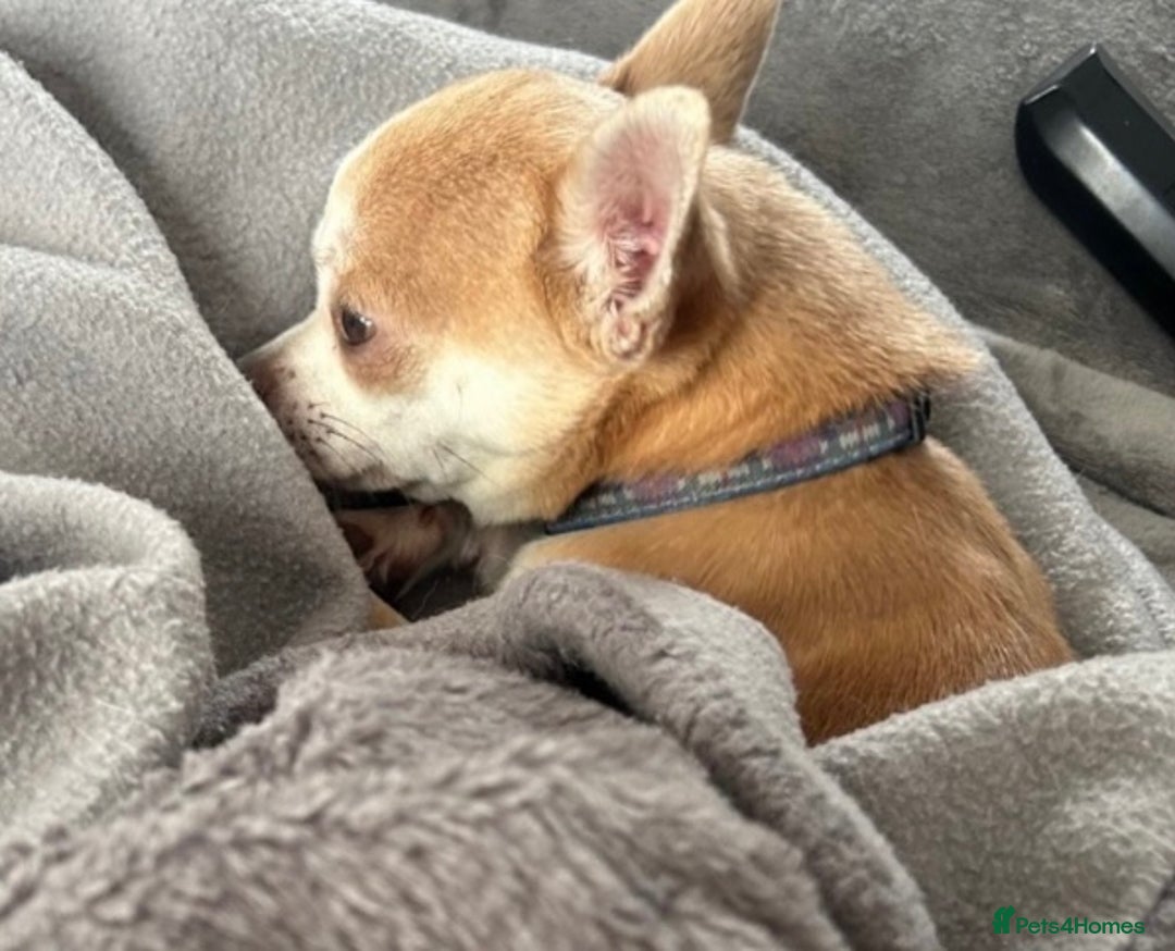 Chihuahua dogs for sale: Apple head chihuahua  - Image 3