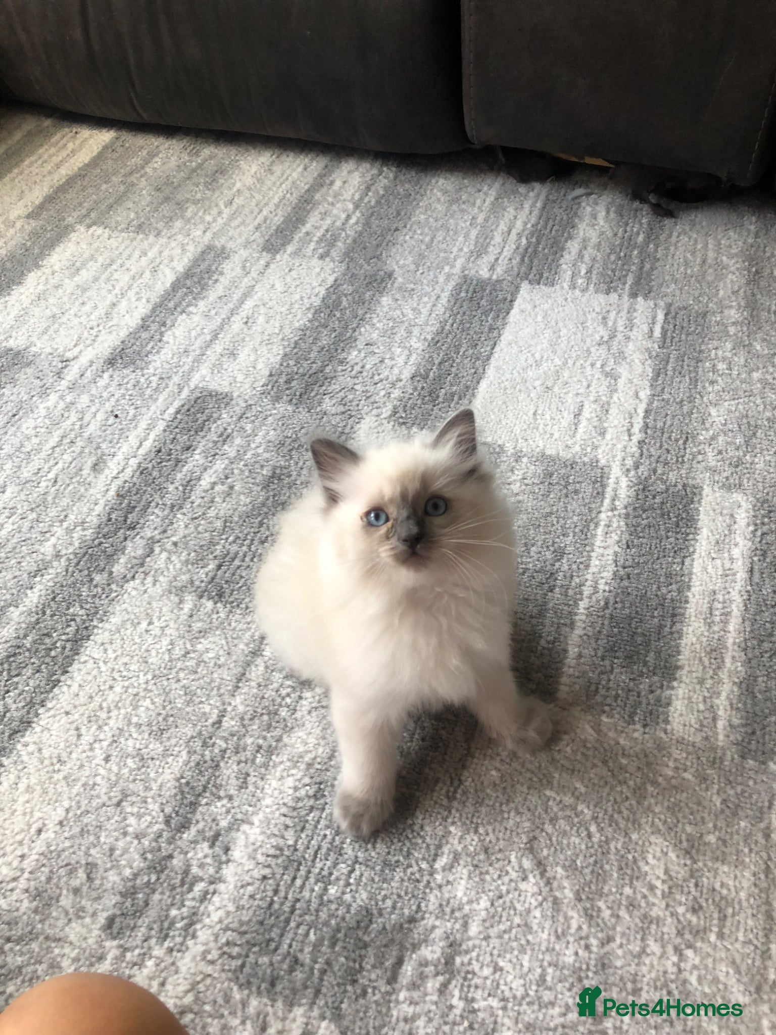 Ragdoll cats for sale: Ragdoll kittens in Southend-on-Sea - Advert 7