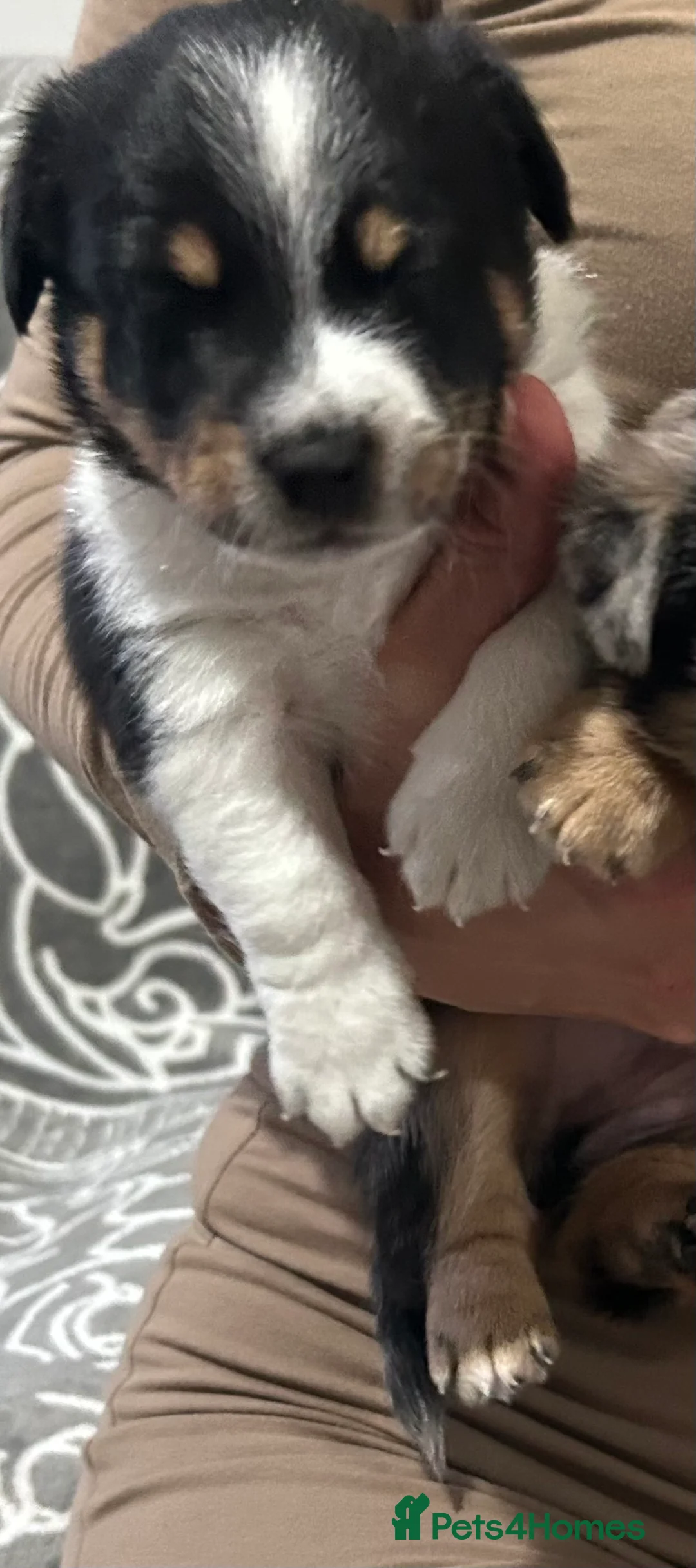 Jack Russell dogs for sale: Beautiful Jack Russell Terrier puppies available  - Advert 14
