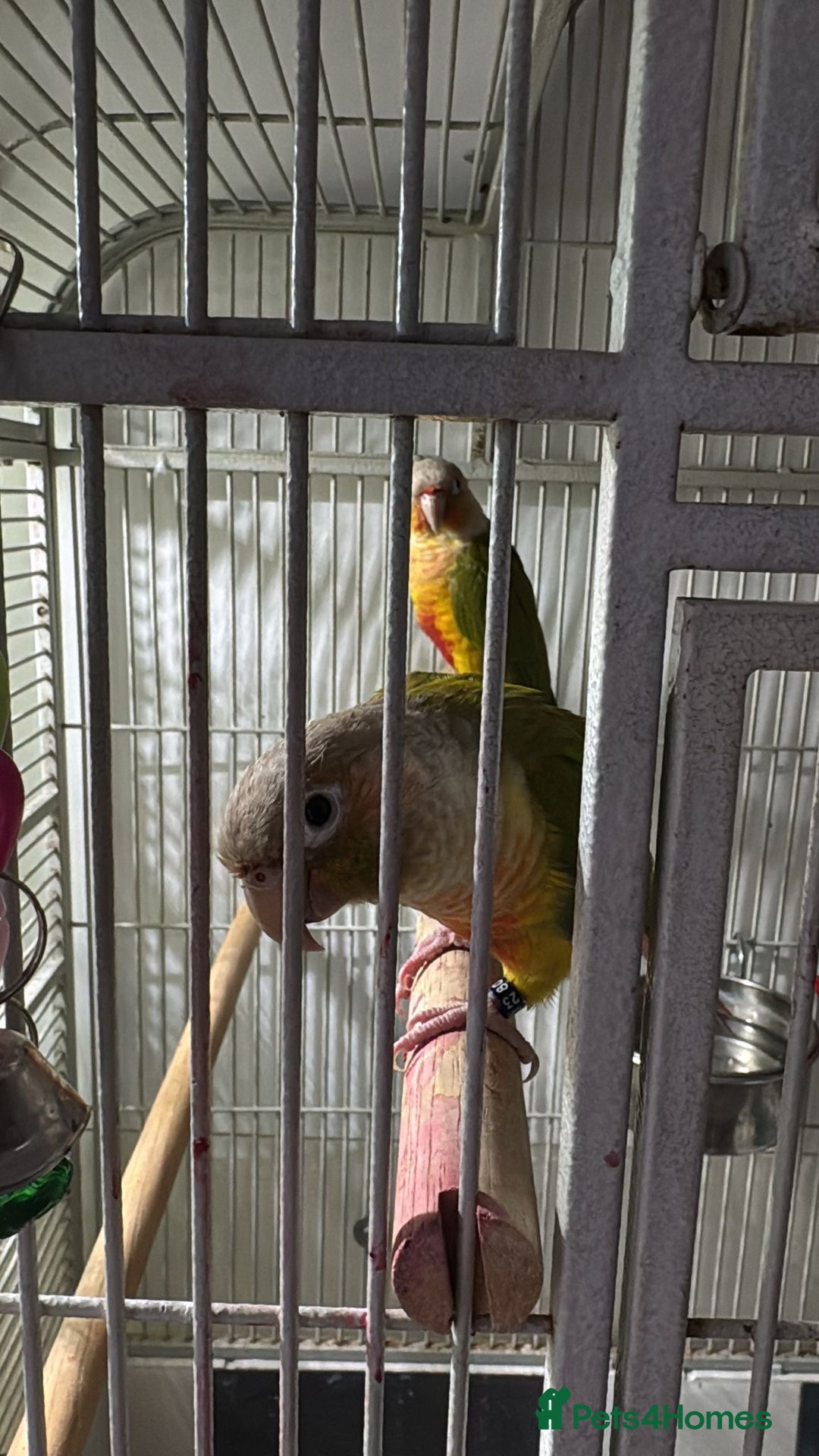 Parrots birds for sale: Wanted any parrots  - Image 2