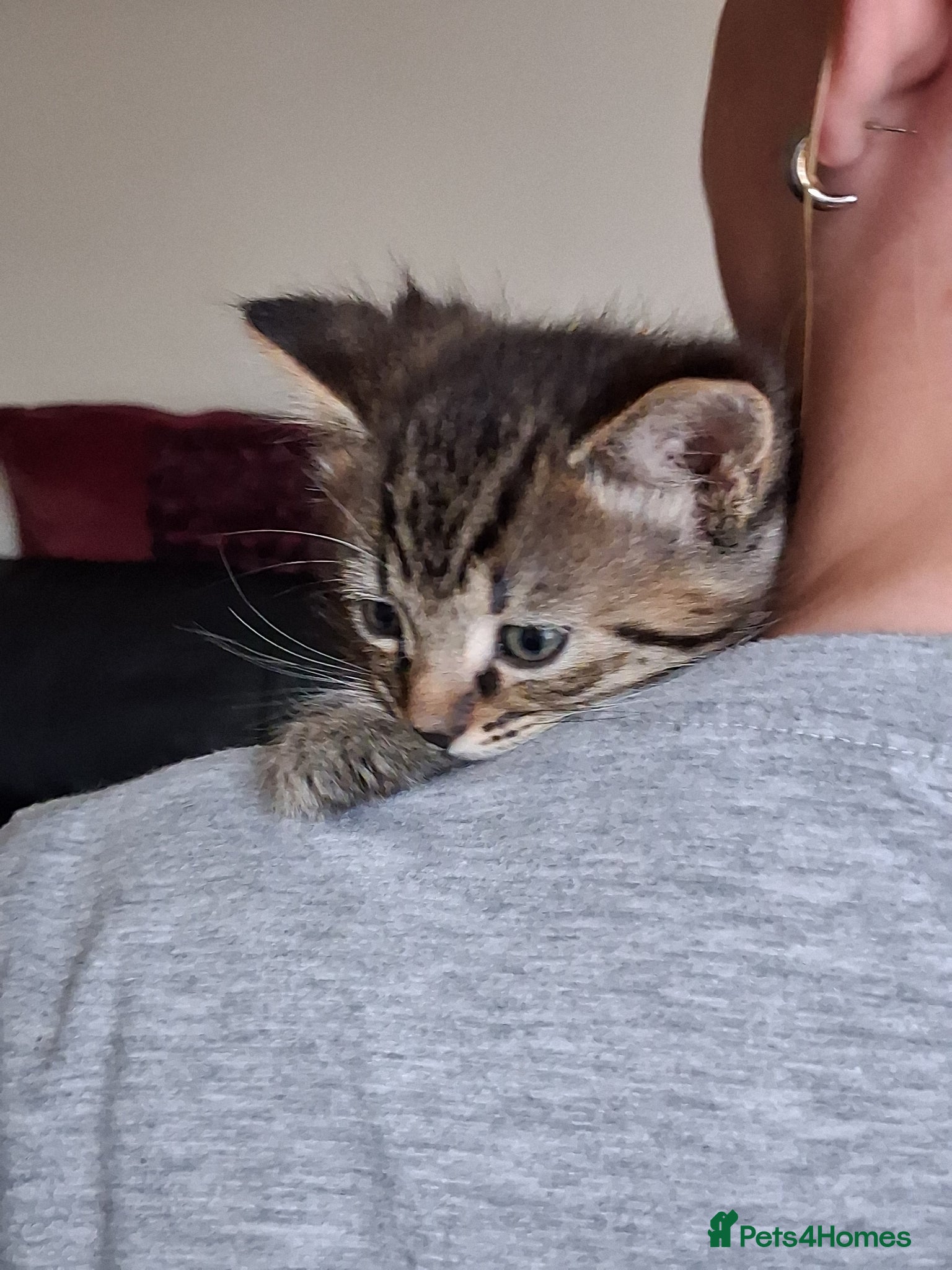 Mixed Breed cats for sale: 2 Female Tabby Kittens in Ormskirk - Advert 5