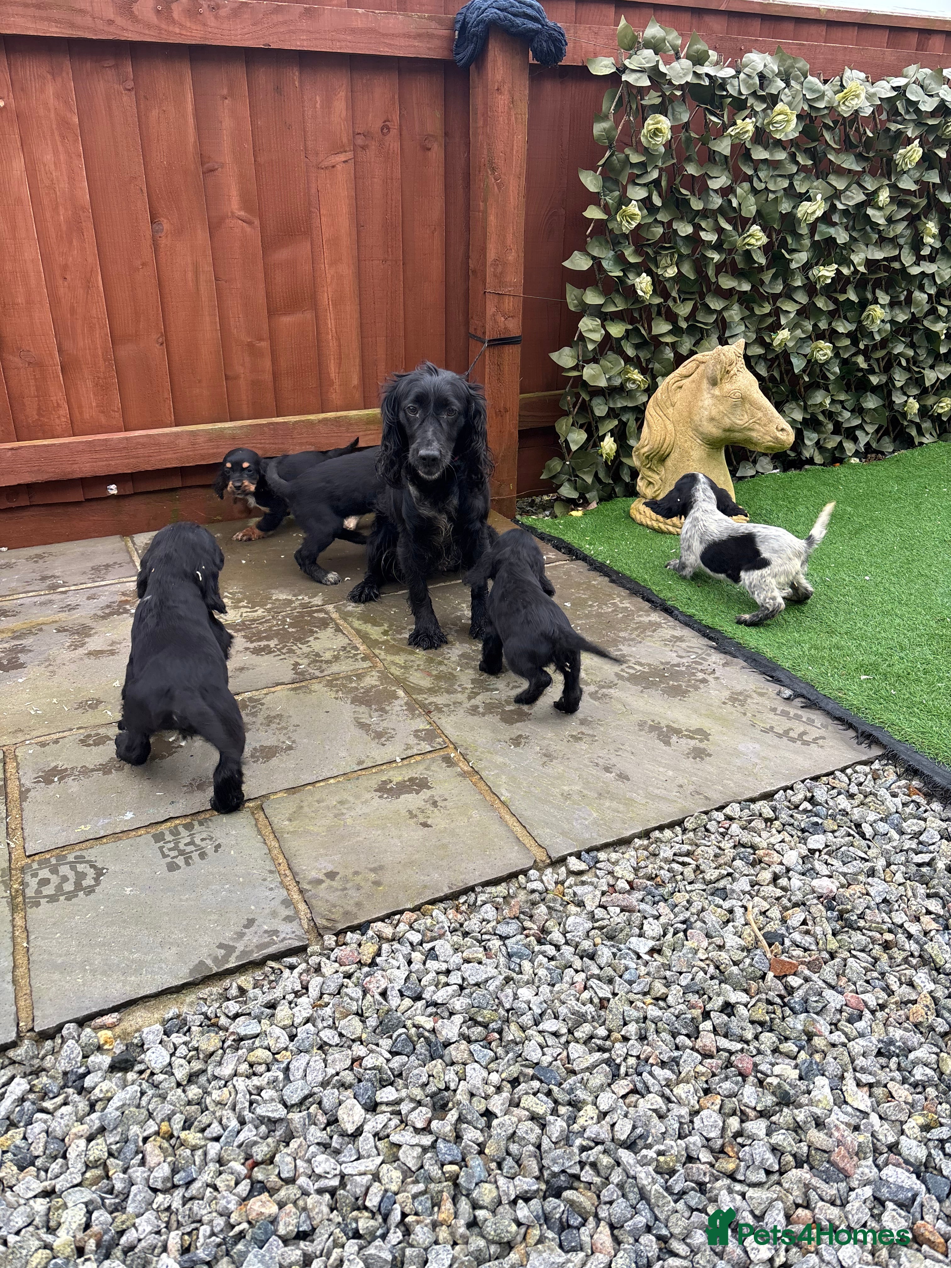 Cockalier dogs Beautiful Cockerlier puppies forsale - Advert 5