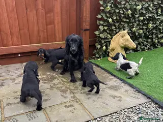 Cockalier dogs Beautiful Cockerlier puppies forsale - Advert 5