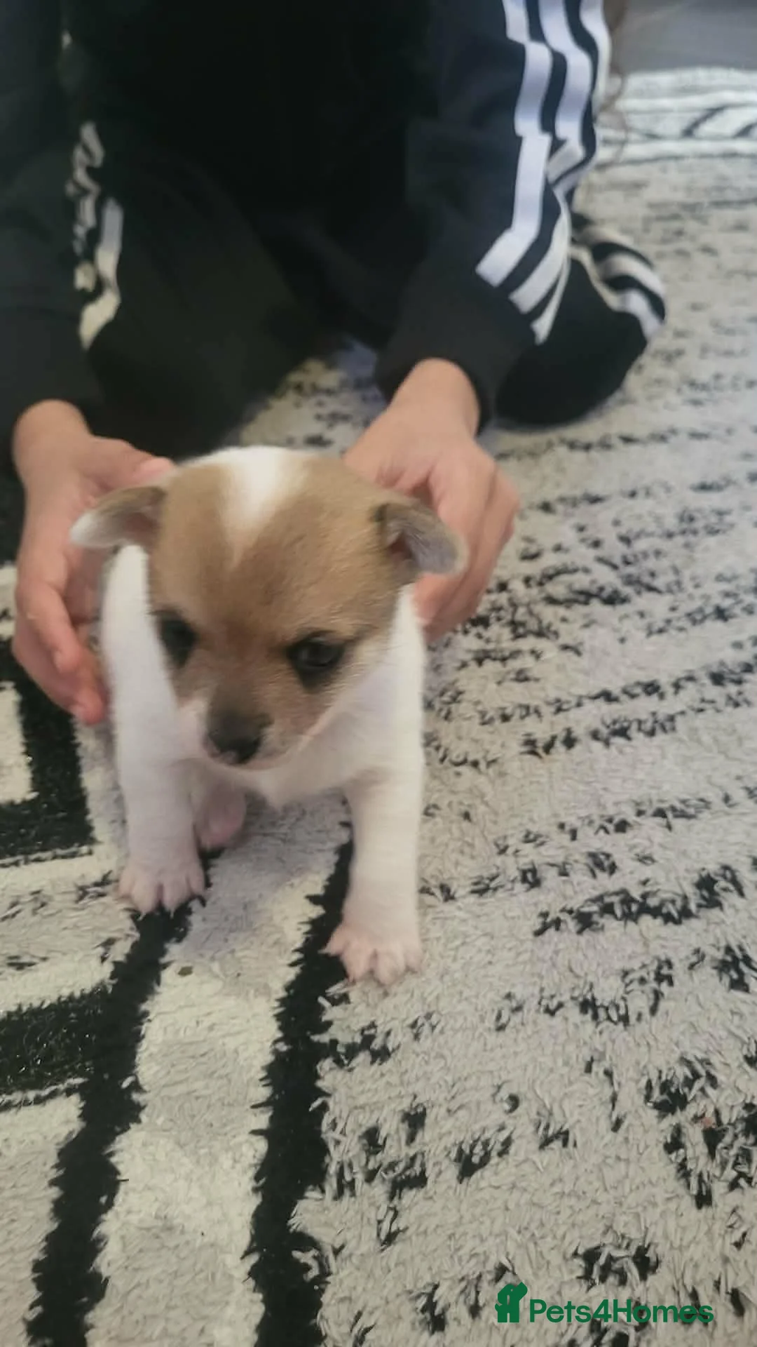 Pomchi dogs for sale: Mr pomci - Advert 1