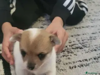 Pomchi dogs Mr pomci - Advert 2